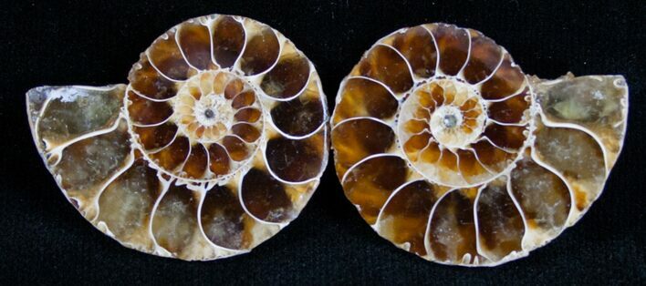 Small Desmoceras Ammonite Pair #7535